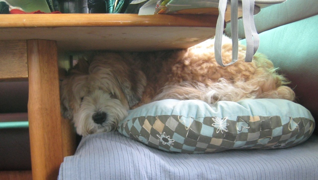 Tilly in the way